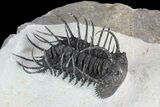 Spiny Koneprusia Trilobite - Large Specimen #72713-2